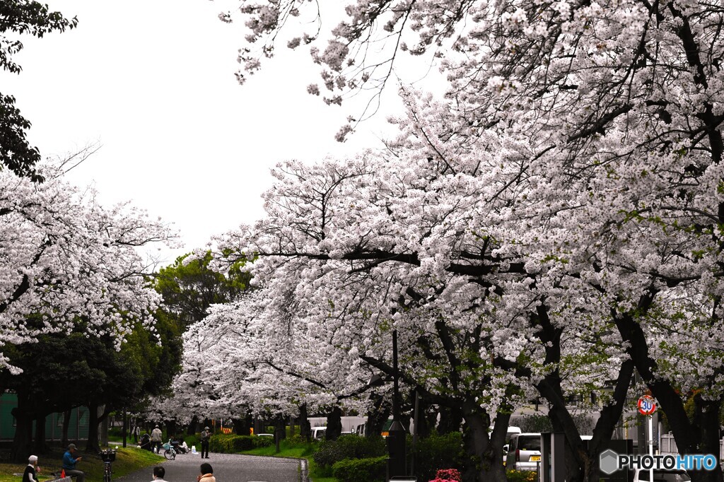 歴史ある公園桜～②