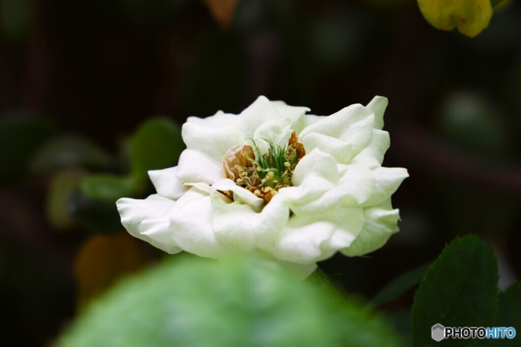 ベランダ華～①
