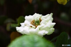ベランダ華～①