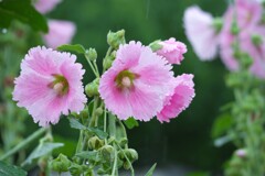 梅雨に咲く華～③