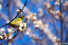 春へ踏み出す～ⅳ
