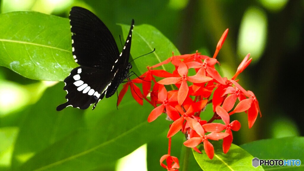 ２０２６初生物園～ⅳ