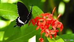 ２０２６初生物園～ⅳ