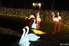 足立区（光の祭典）～⑦