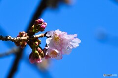 汐入オオカンザクラ～ⅲ