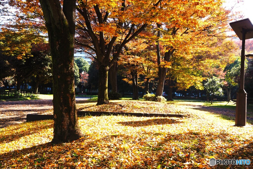 東白髭公園の紅葉