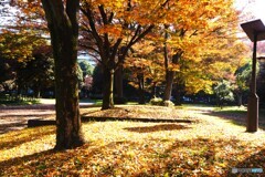 東白髭公園の紅葉