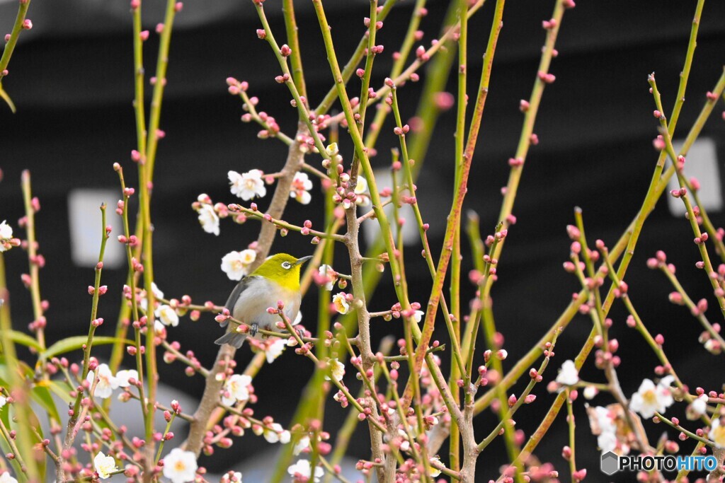 梅花の中で