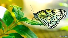 生物園２０２５～xvii
