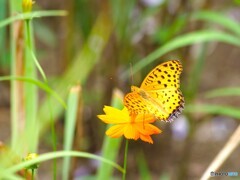 公園の蝶たち