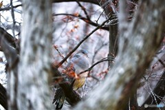 雉鳩