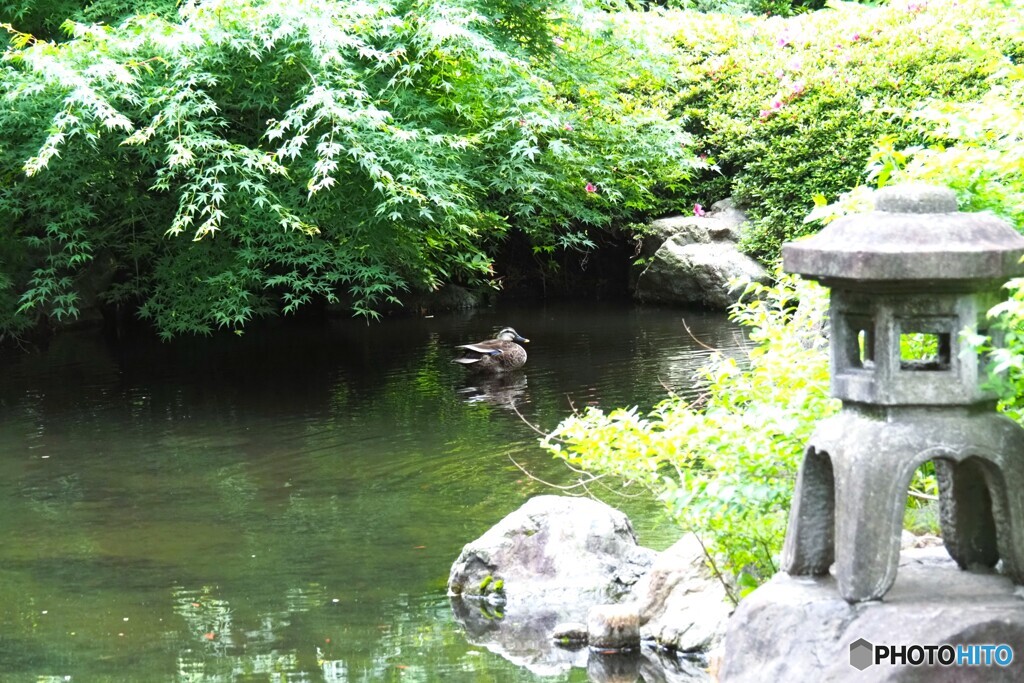 日本庭園