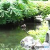 日本庭園