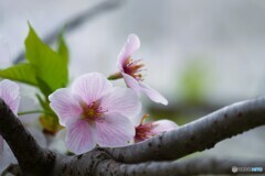 汐入大島桜～ⅲ