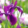 堀切菖蒲園２０２５～xx