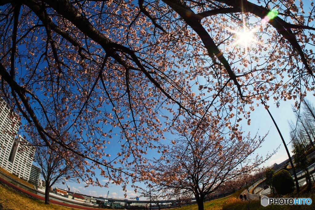 魚眼の大寒桜