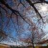 魚眼の大寒桜