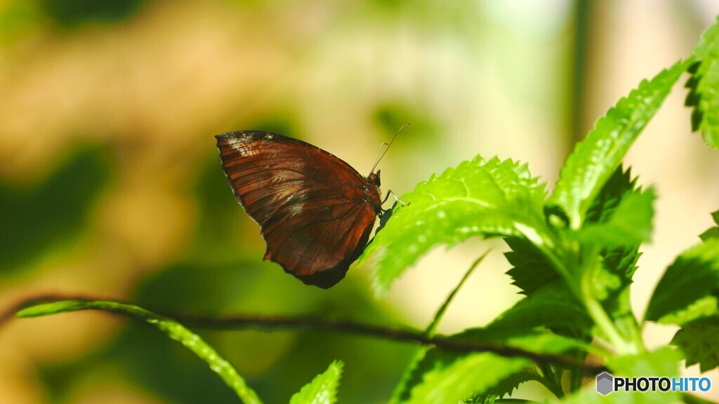 冬の生物園２０２５～ⅴ