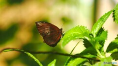 冬の生物園２０２５～ⅴ