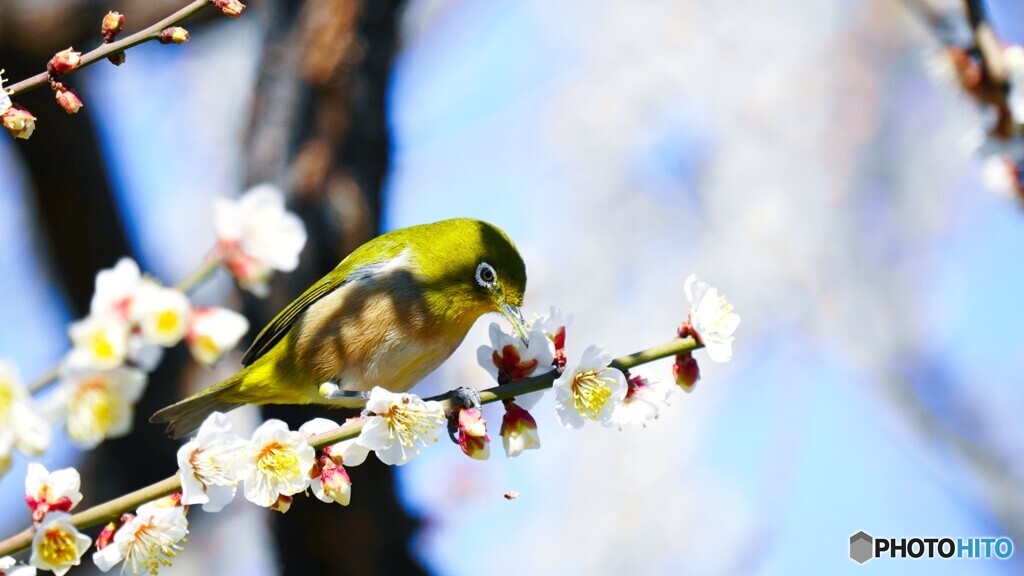 この梅も、ウメーゾ