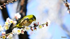 この梅も、ウメーゾ