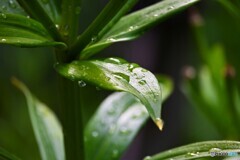降りだすと止まらない雨