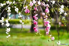 源平枝垂れ桃