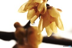 ほのかな香り～ⅲ