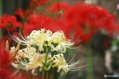 満開、彼岸花～ⅷ