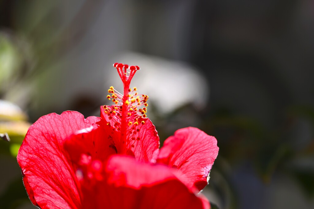 今時のベランダ花～ⅰ