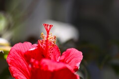 今時のベランダ花～ⅰ