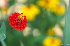 絆