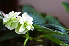 いつまで咲くの～？？