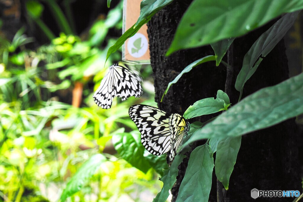 夏休み中の生物園～xⅸ