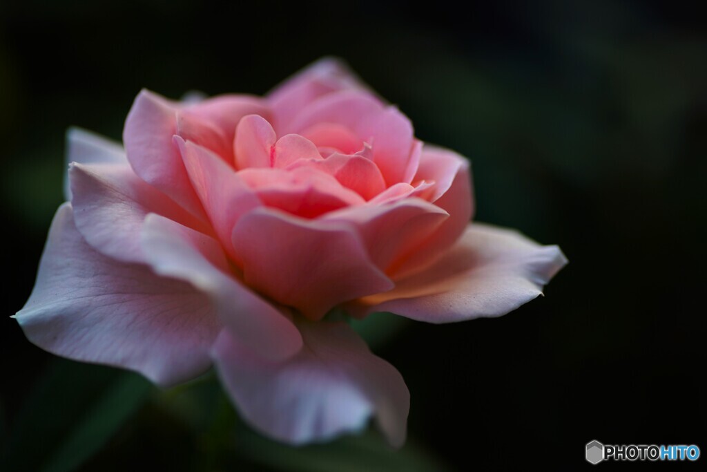 秋薔薇の季節～ⅳ