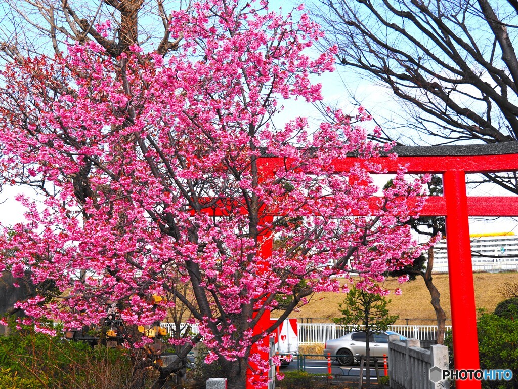 弥生の桜～xviii