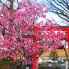 弥生の桜～xviii