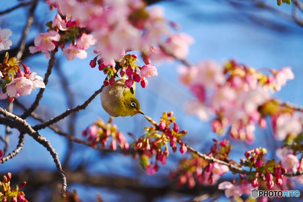 桜、サクジロー