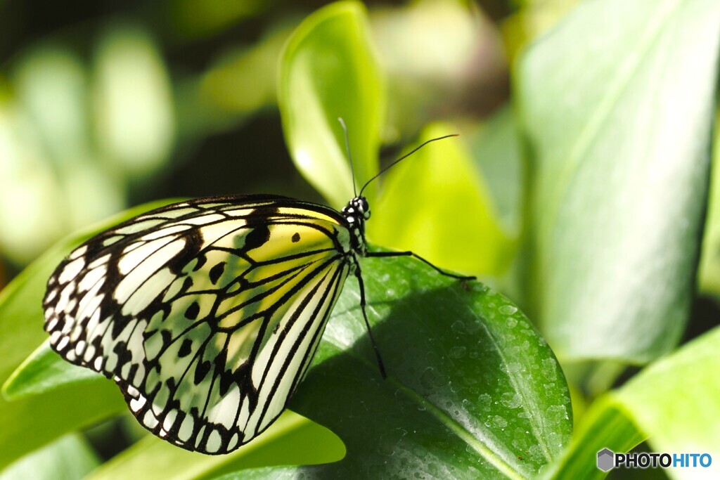 ２０２６初生物園～ⅱ