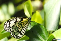 ２０２６初生物園～ⅱ