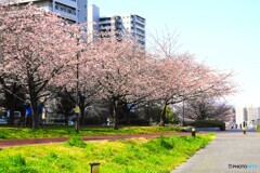 汐入大寒桜～ⅹ