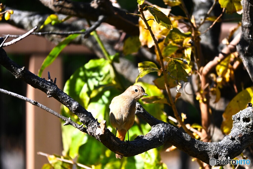 冬の公園の鳥たち～④
