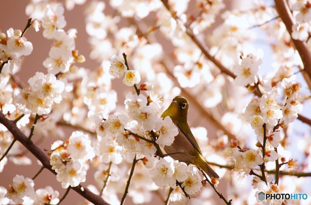 何か呼んだ～？