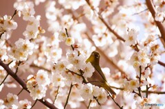 何か呼んだ～？