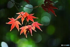 東白髭公園の紅葉～ⅱ