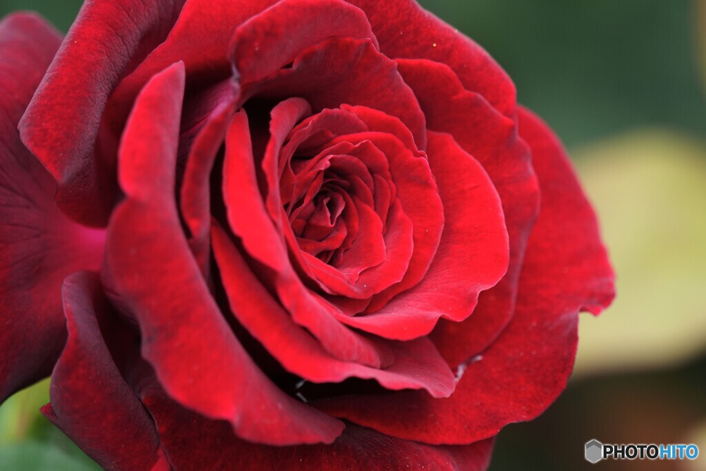 春薔薇の旧古河庭園～xxi