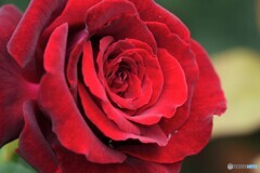 春薔薇の旧古河庭園～xxi