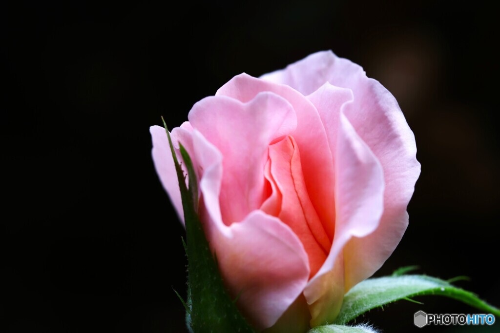 我が家の秋薔薇～ⅲ