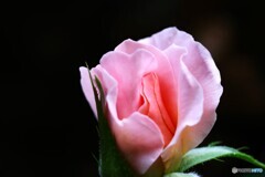 我が家の秋薔薇～ⅲ