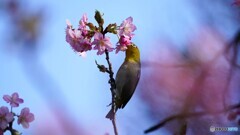 花盛りを喜ぶ～ⅲ